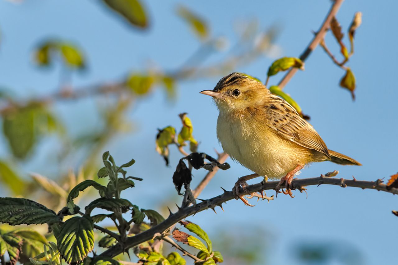 Beccamoschino Cisticola juncidis